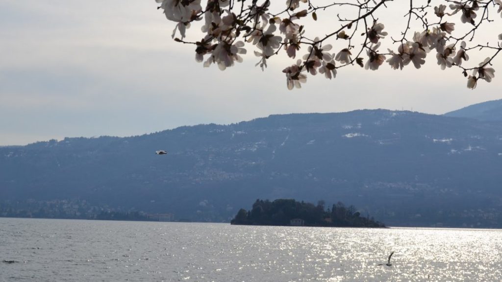 Blick auf Isola Madre von Pallanza Lago Maggiore