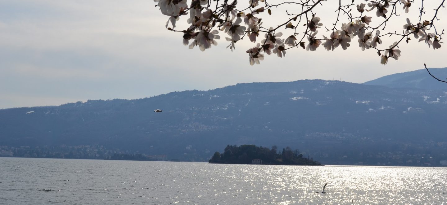 Blick auf Isola Madre von Pallanza Lago Maggiore