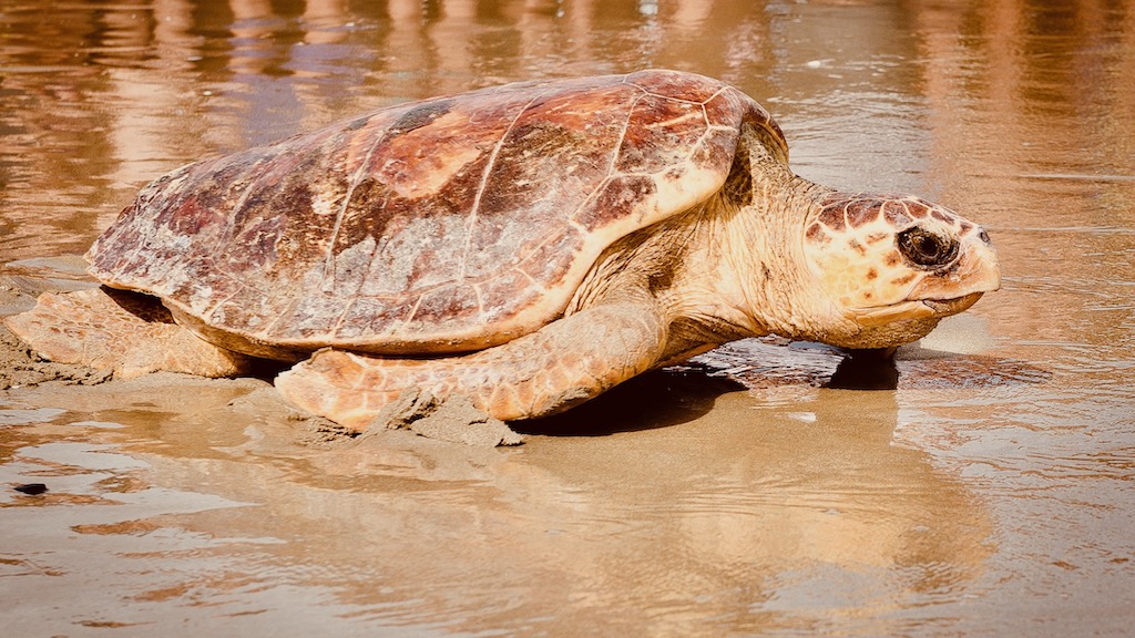 Freilassung einer Meeresschildkröte Caretta caretta am Strand – Reise Geschichten Emilia-Romagna